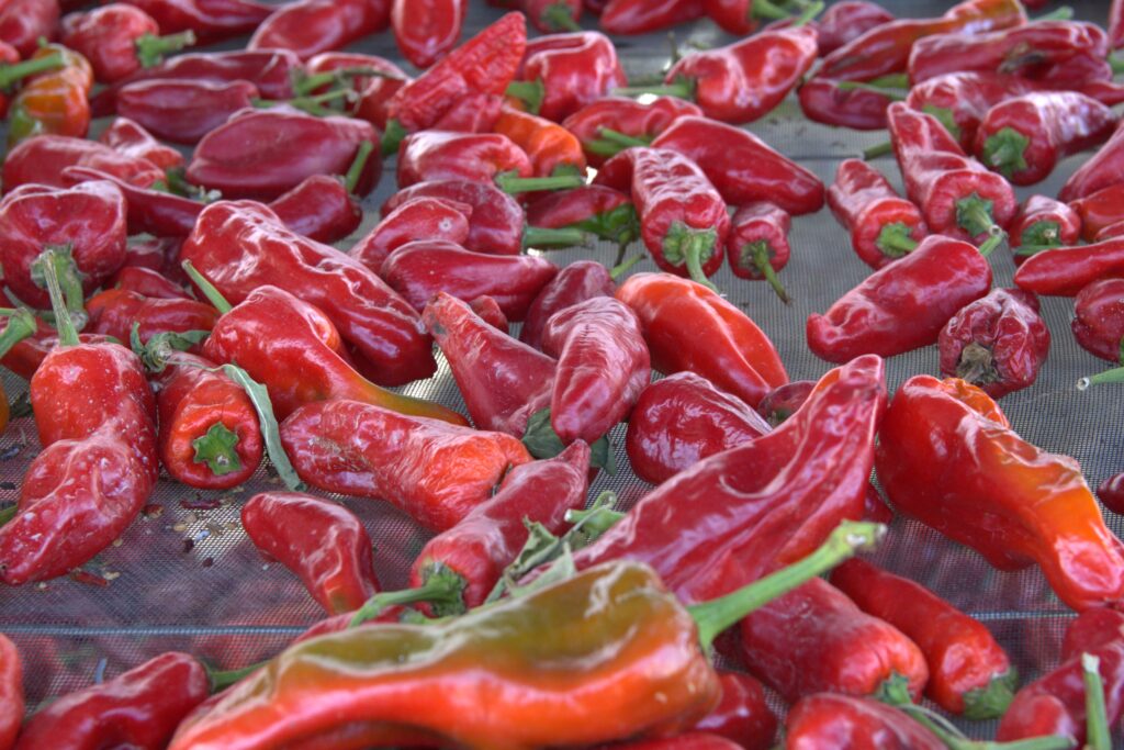 Peperoni Pennella in esiccazione